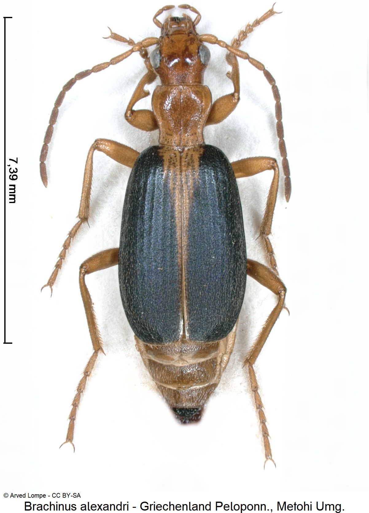 brachinus_alexandri_ck21254_hab.jpg