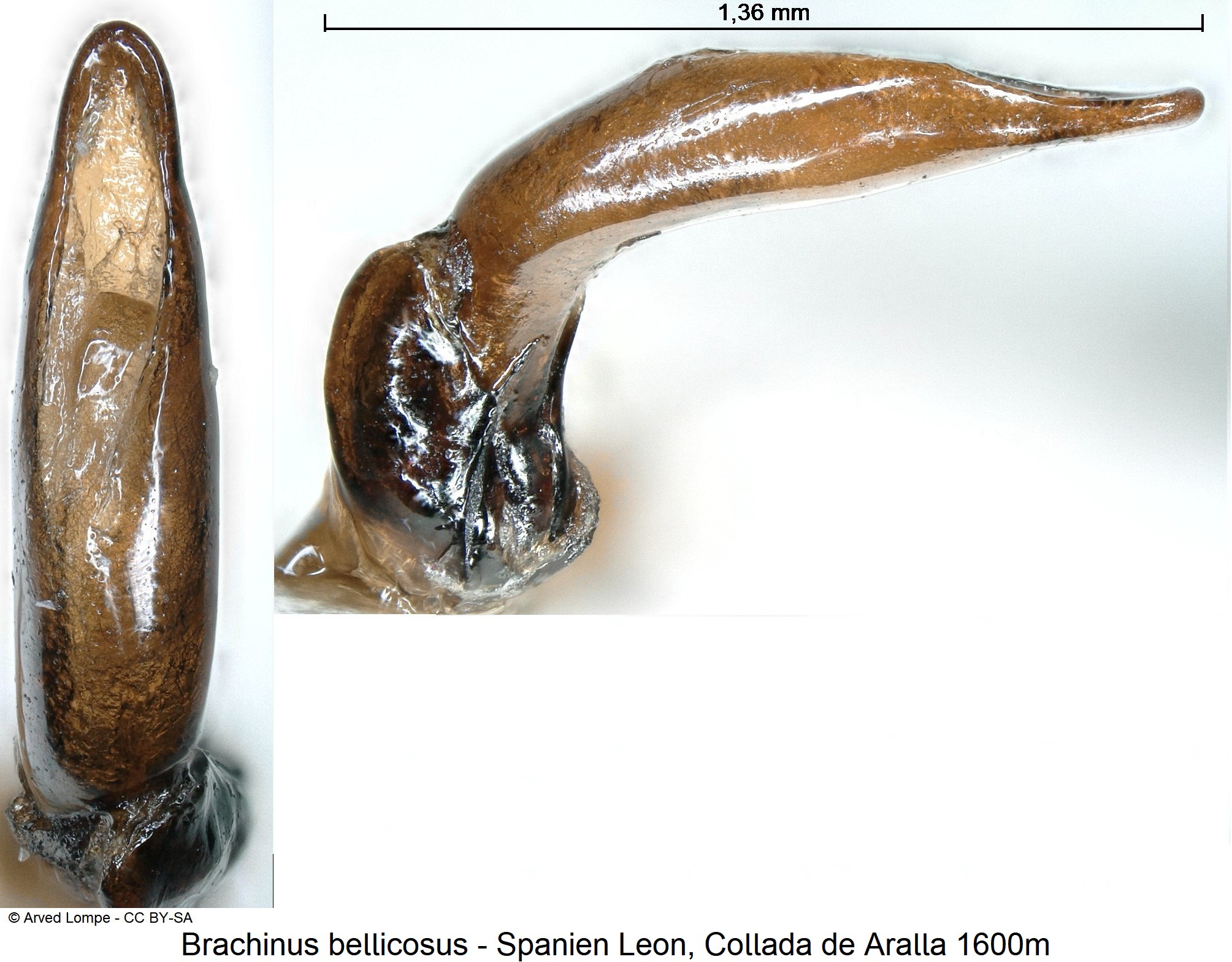 brachinus_bellicosus_ck3830277-9.jpg