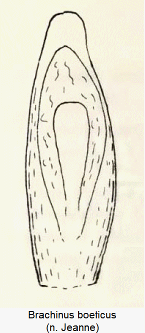 brachinus_boeticus.gif