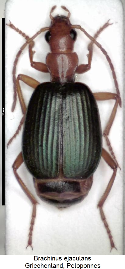 brachinus_ejaculans_hab.jpg