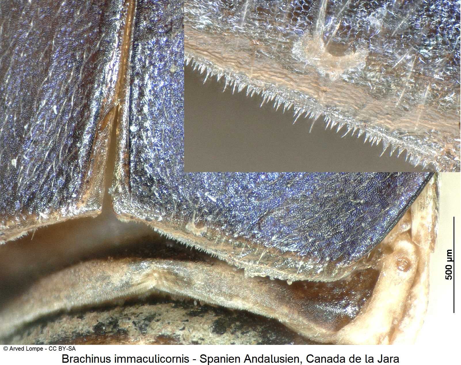 brachinus_immaculicornis_ck18045_fld_saum.jpg