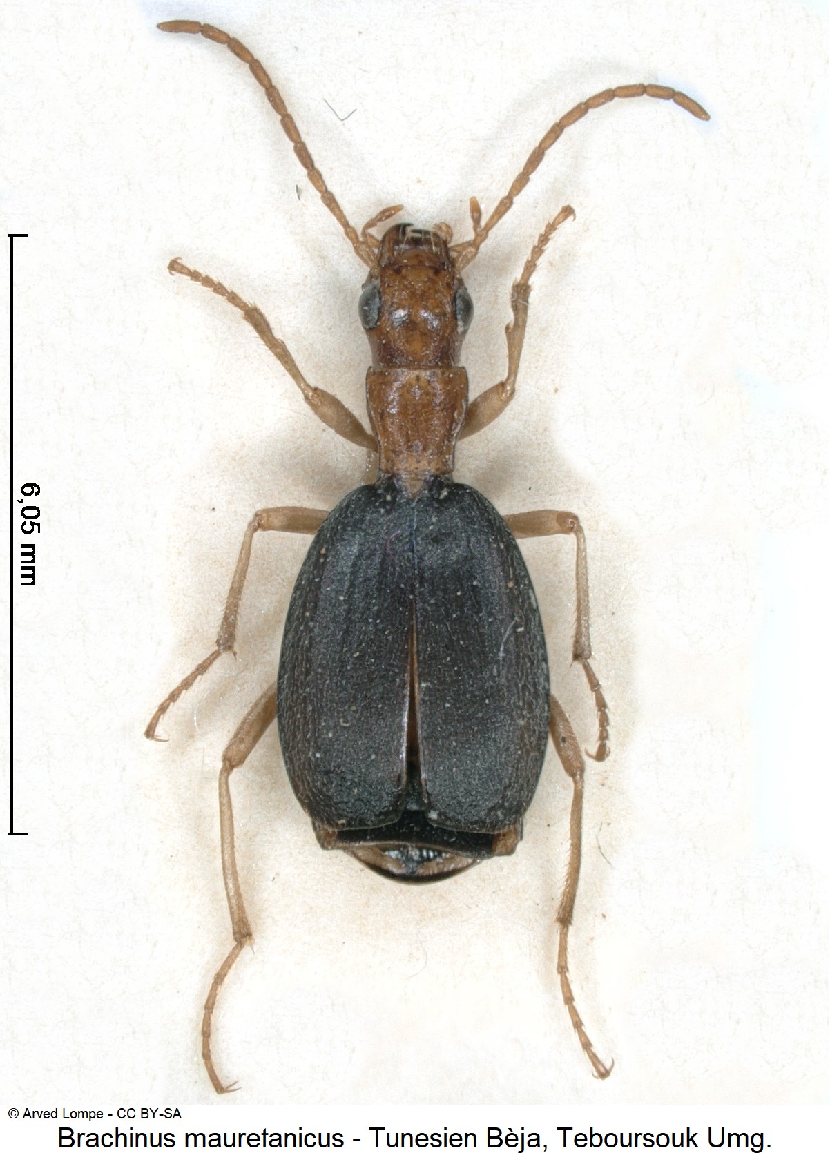 brachinus_mauretanicus_ck19506_hab.jpg