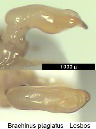 brachinus_plagiatus.jpg