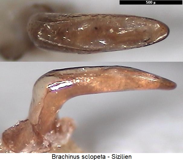 brachinus_sclopeta2.jpg