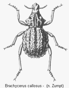 brachycerus_callosus_hab.gif