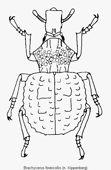 brachycerus_foveicollis_hab.gif