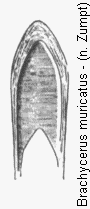 brachycerus_muricatus.gif
