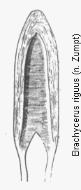 brachycerus_riguus.gif