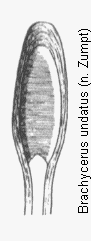 brachycerus_undatus.gif