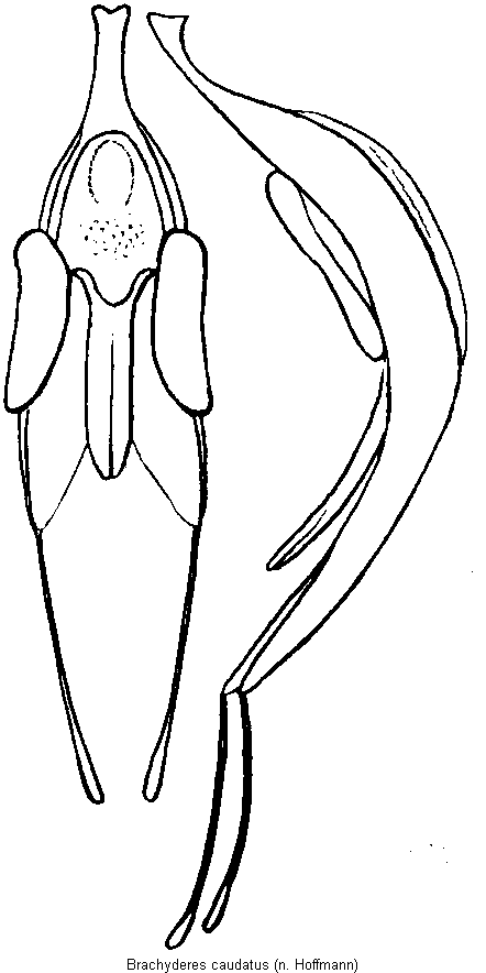 brachyderes_caudatus.gif