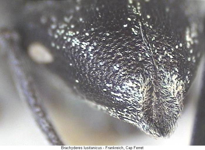 brachyderes_lusitanicus_fld.jpg