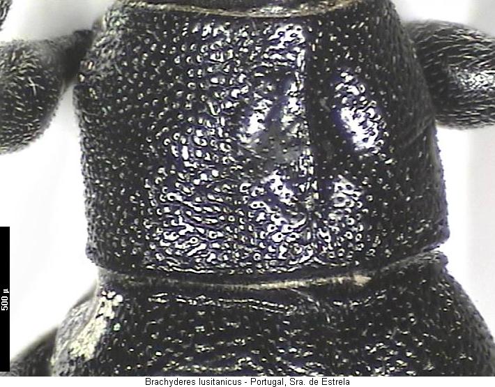 brachyderes_lusitanicus_vk.jpg