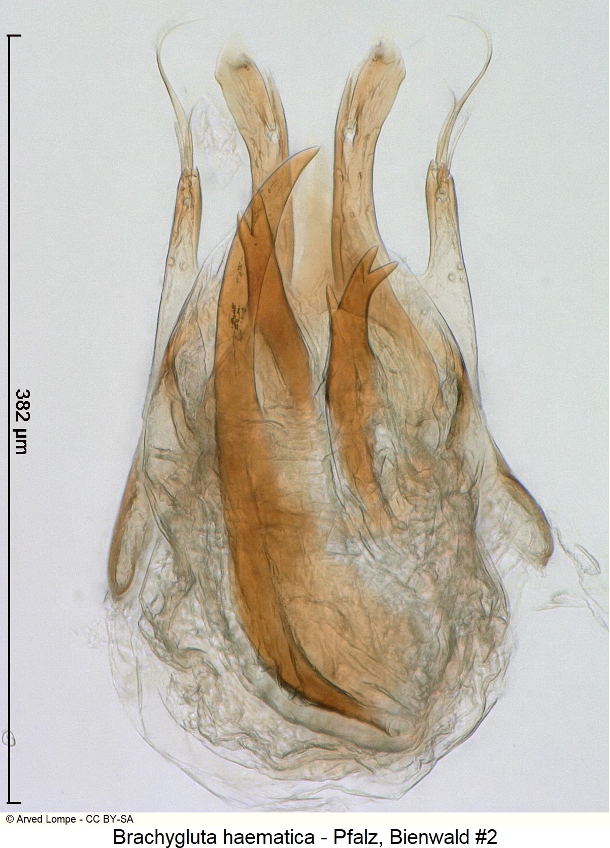 brachygluta_haematica_nr1_ck2284-8.jpg