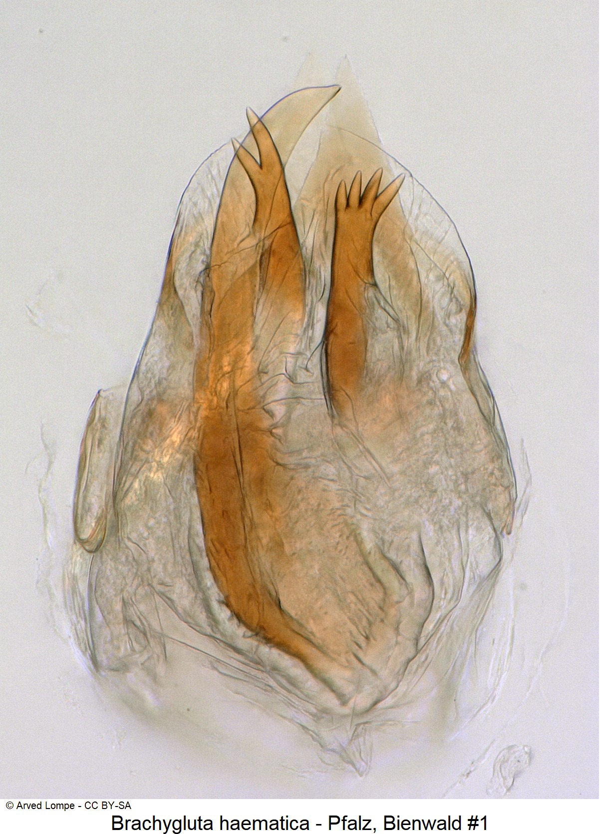 brachygluta_haematica_nr1_ck22847-1.jpg
