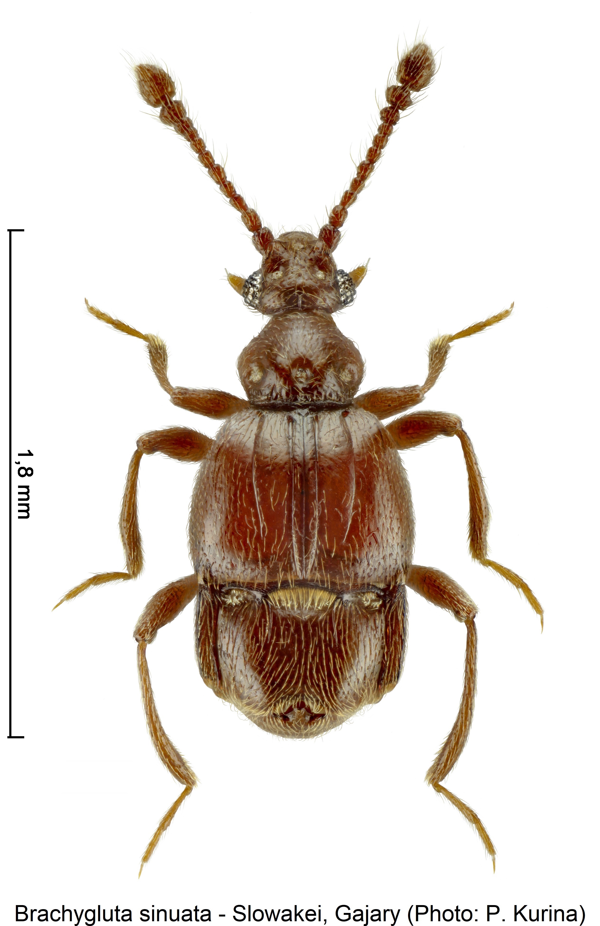 brachygluta_sinuata_m_hab.jpg