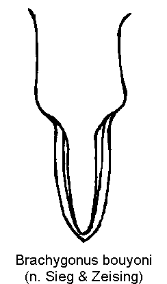 brachygonus_bouyoni_vbr.gif