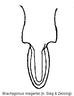 brachygonus_megerlei_vbr.gif