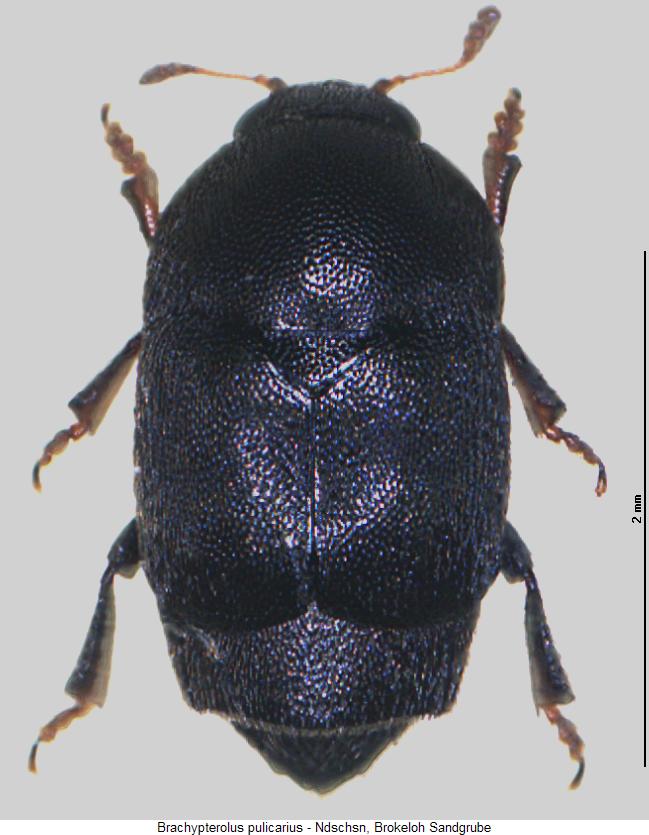 brachypterolus_pulicarius_hab.jpg