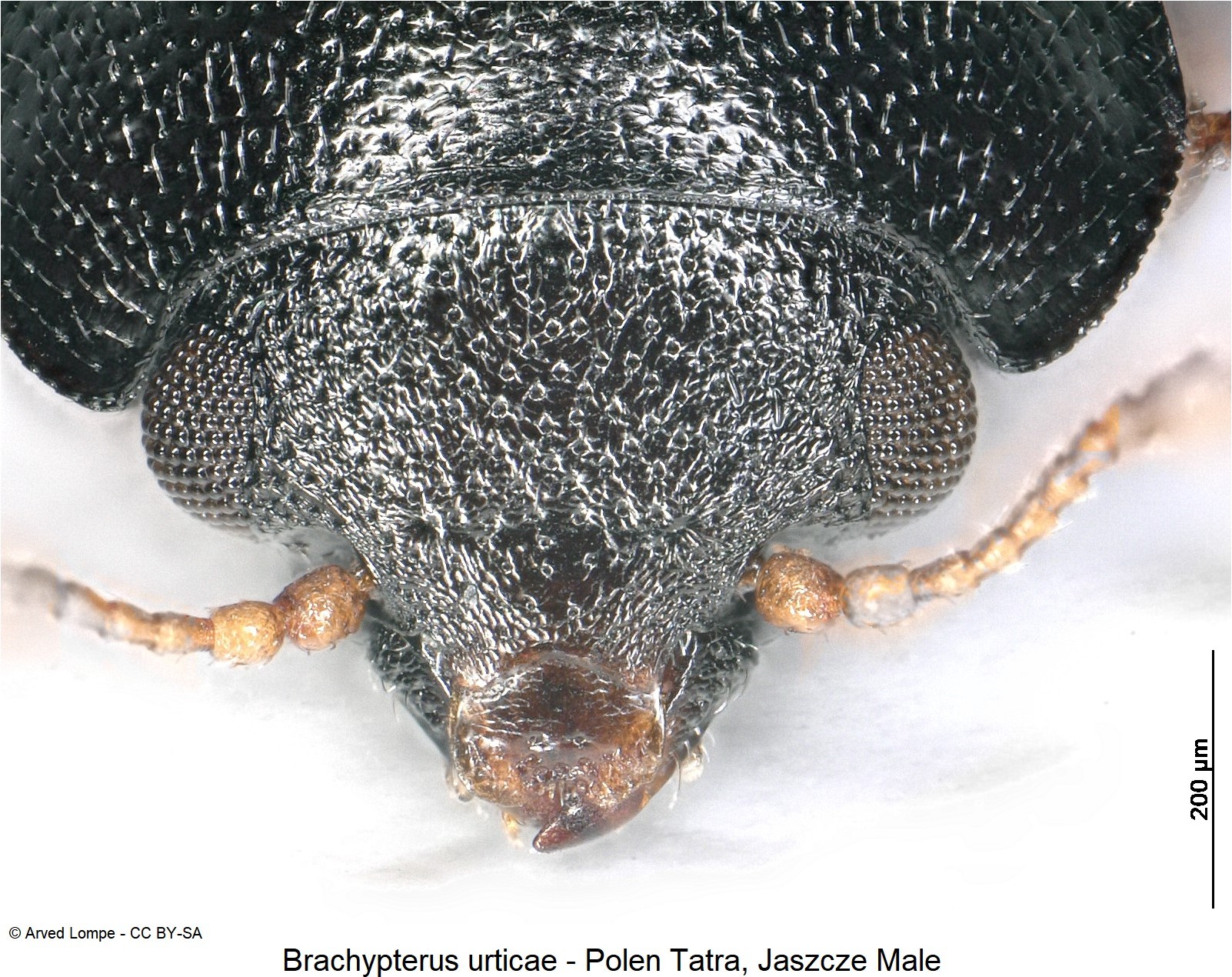 brachypterus_urticae_ck33258063_k.jpg