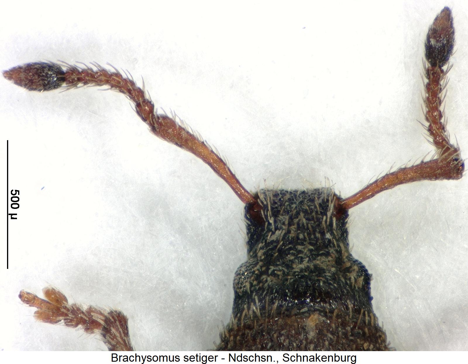 brachysomus_setiger_k.jpg