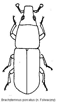 brachytemnus_porcatus_hab.gif