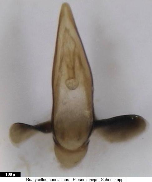 bradycellus_caucasicus2.jpg