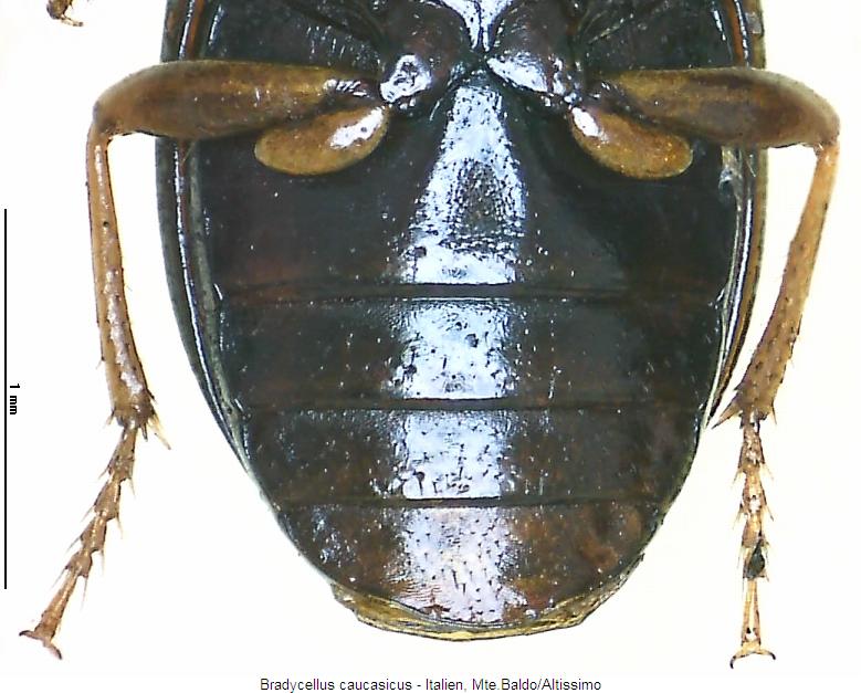 bradycellus_caucasicus_abd.jpg