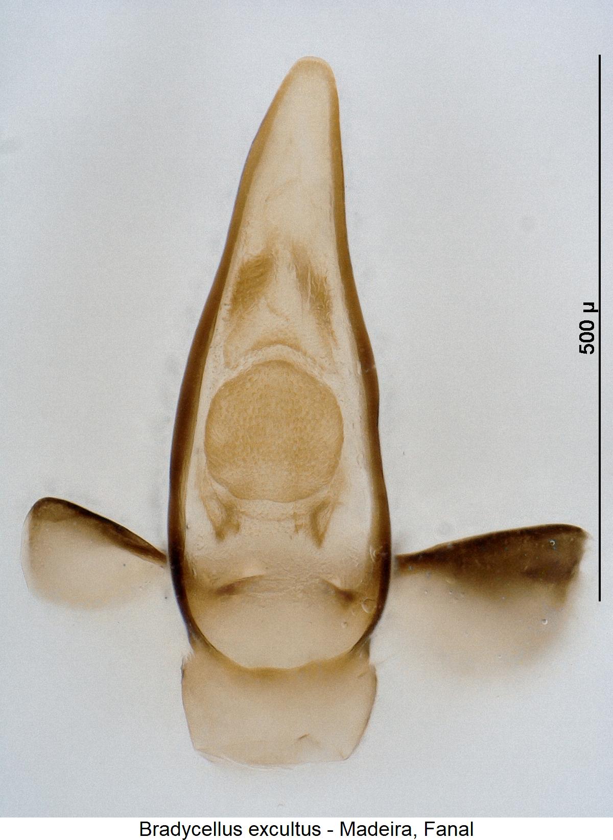 bradycellus_excultus1.jpg