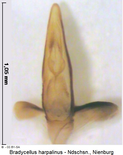 bradycellus_harpalinus.jpg