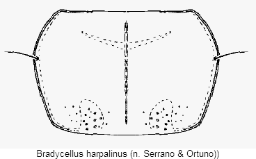 bradycellus_harpalinus_hsch.gif