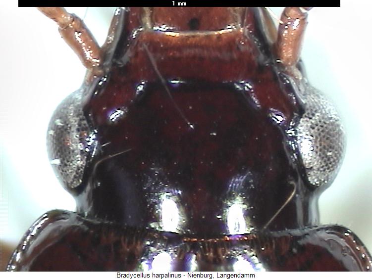 bradycellus_harpalinus_k.jpg