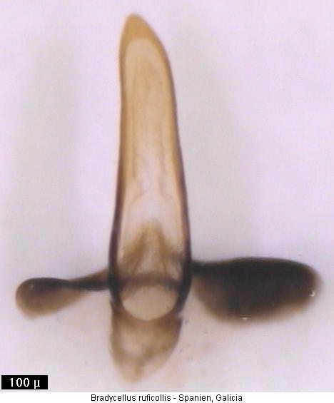 bradycellus_ruficollis.jpg
