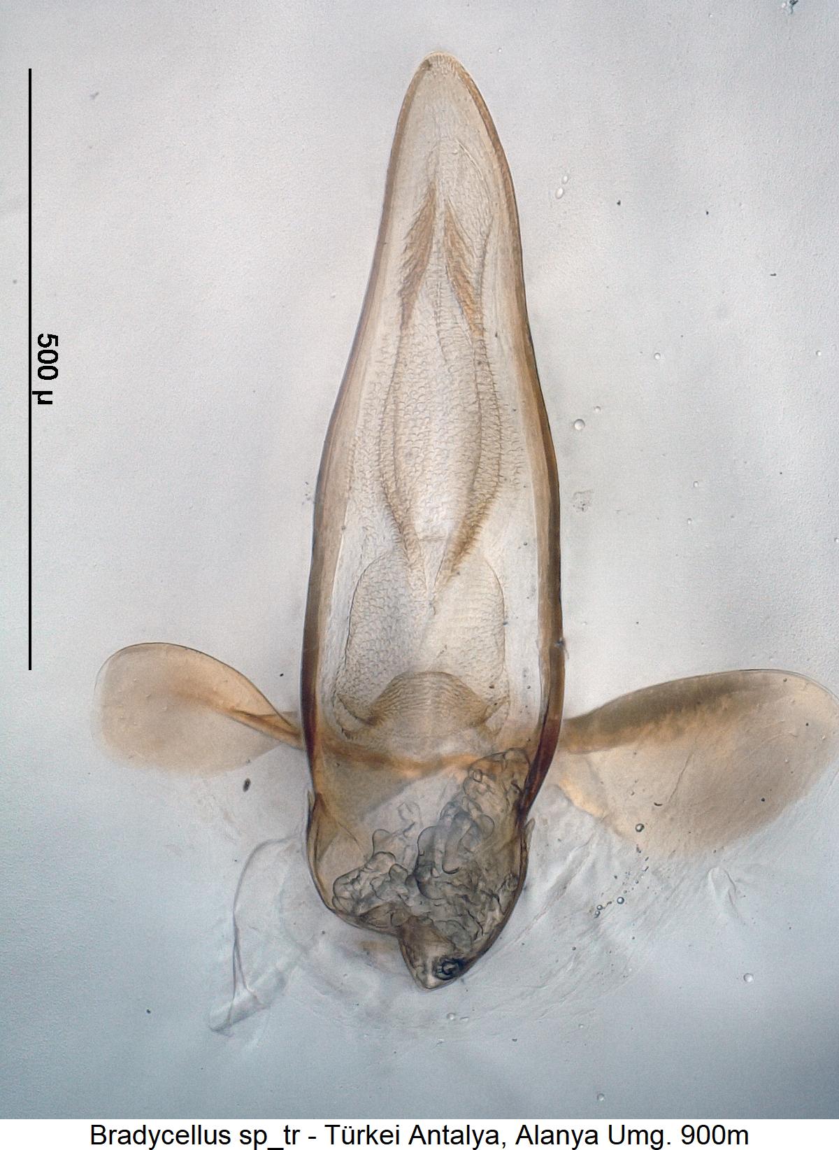 bradycellus_sp_tr1.jpg