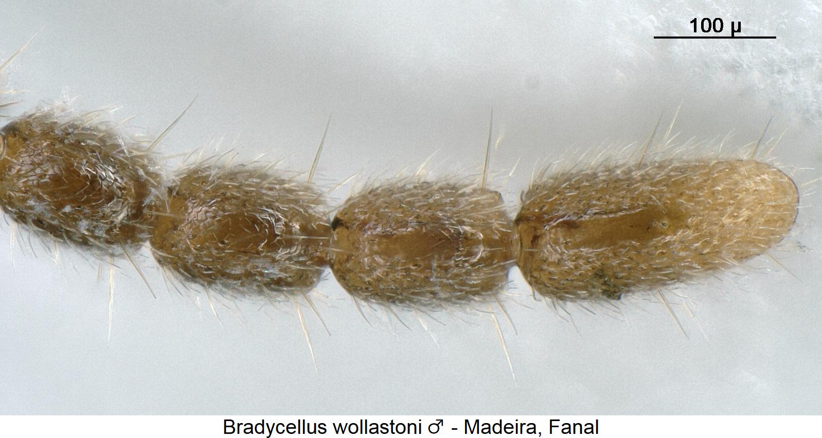 bradycellus_wollastoni_m_f.jpg