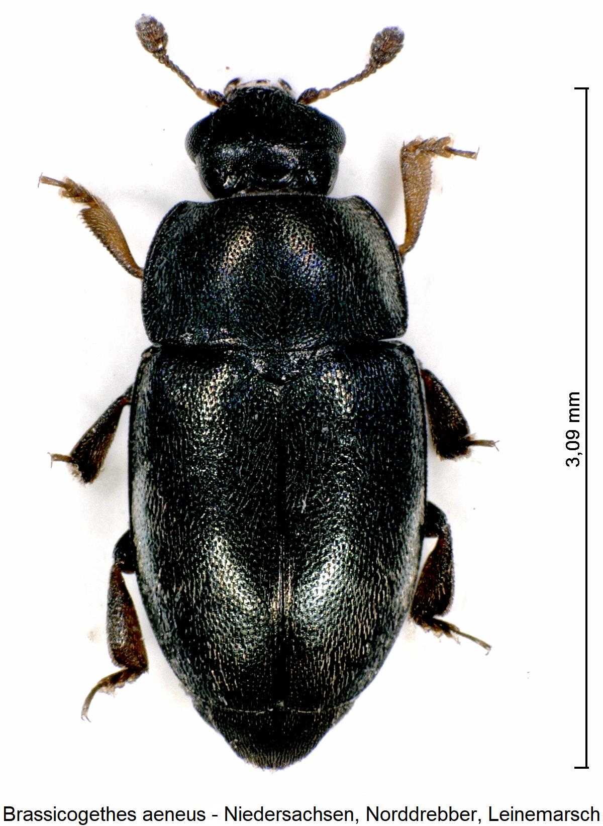 brassicogethes_aeneus_hab.jpg