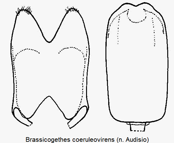 brassicogethes_coeruleovirens.gif