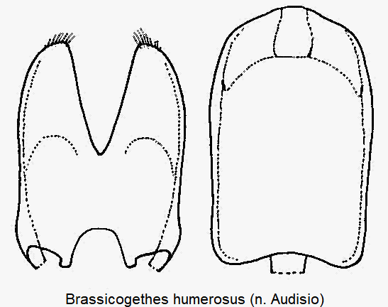 brassicogethes_humerosus.gif