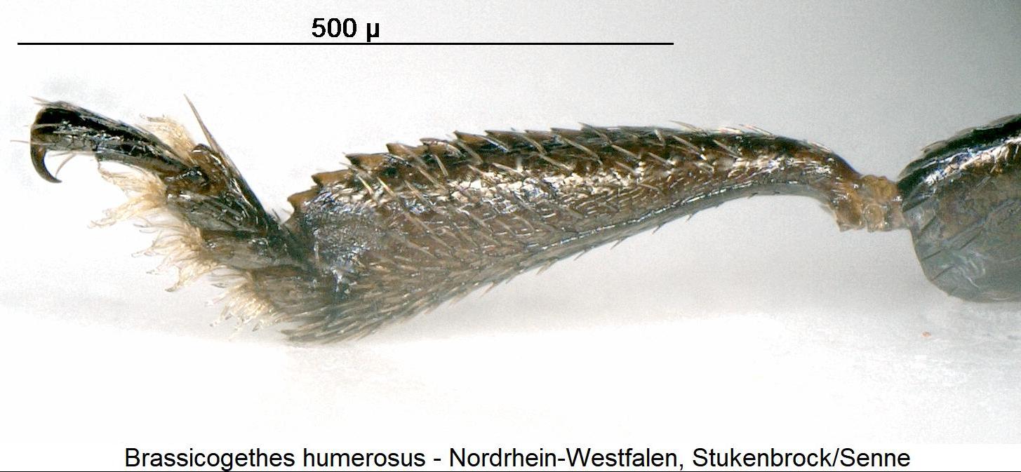 brassicogethes_humerosus_vschn.jpg