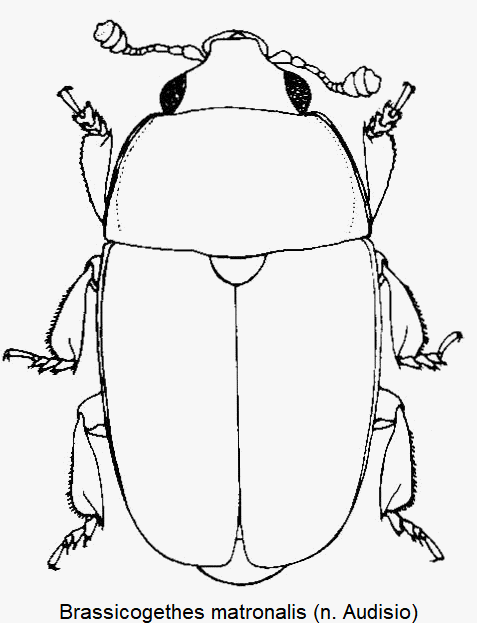 brassicogethes_matronalis_hab.gif