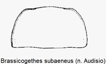 brassicogethes_subaeneus_hsch.gif