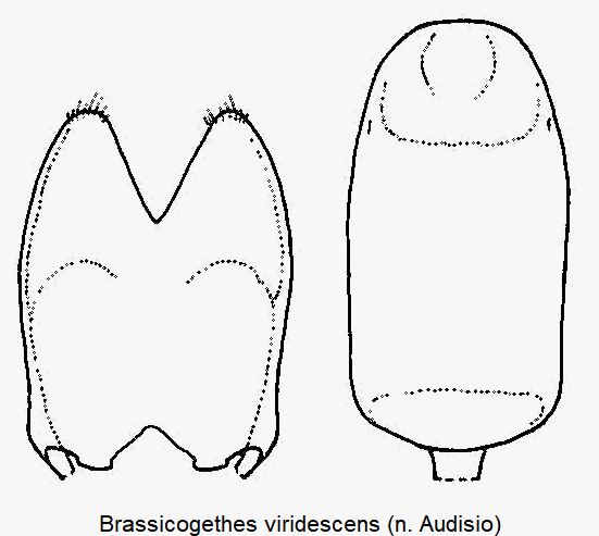 brassicogethes_viridescens.gif