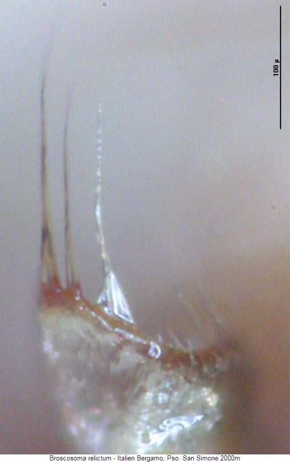 broscosoma_relictum_param.jpg