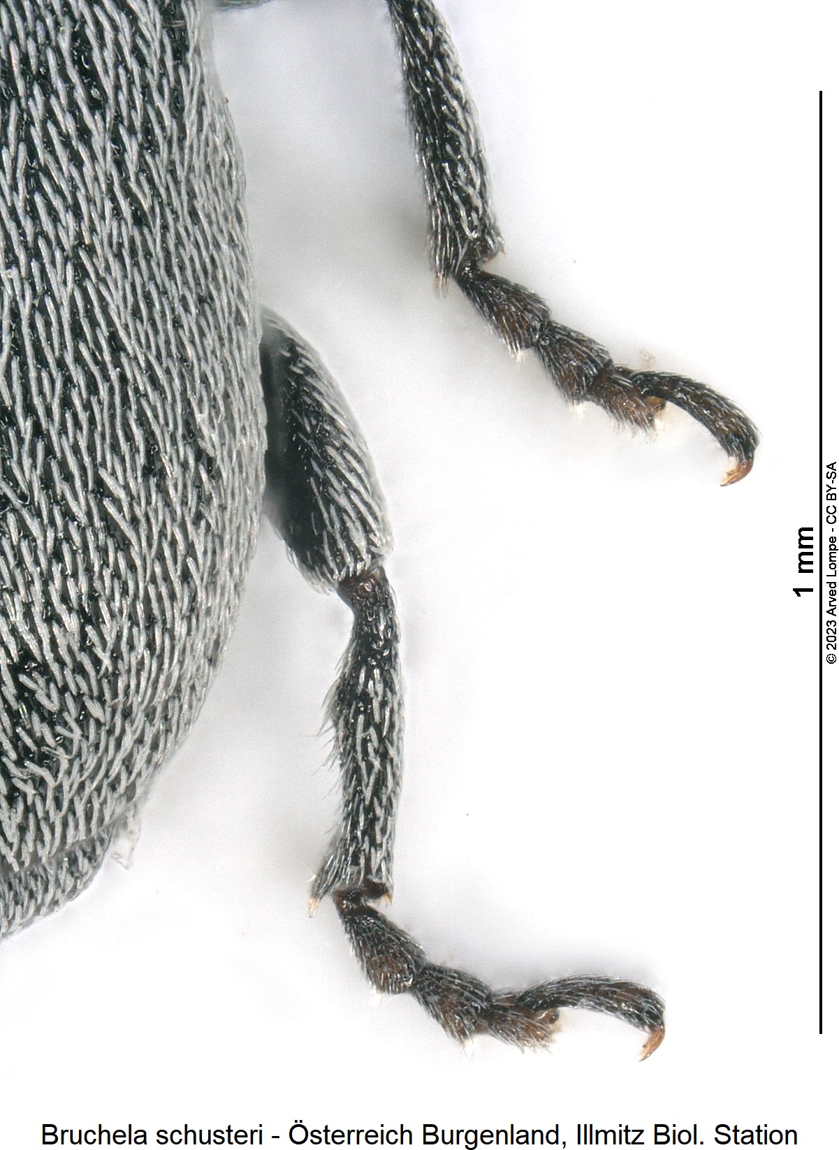 bruchela_schusteri_ck28557986_hschn.jpg