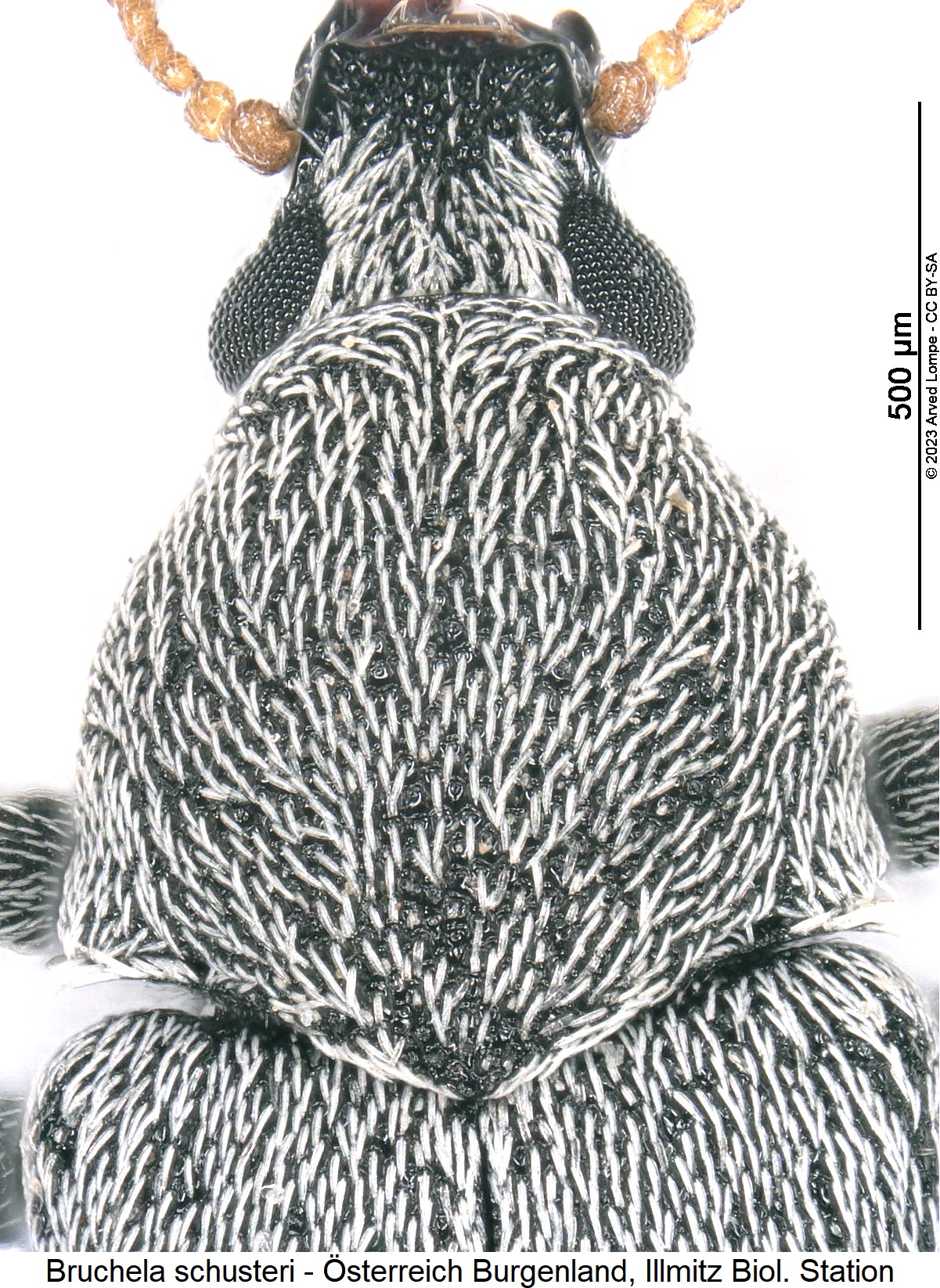 bruchela_schusteri_ck28557986_vk.jpg