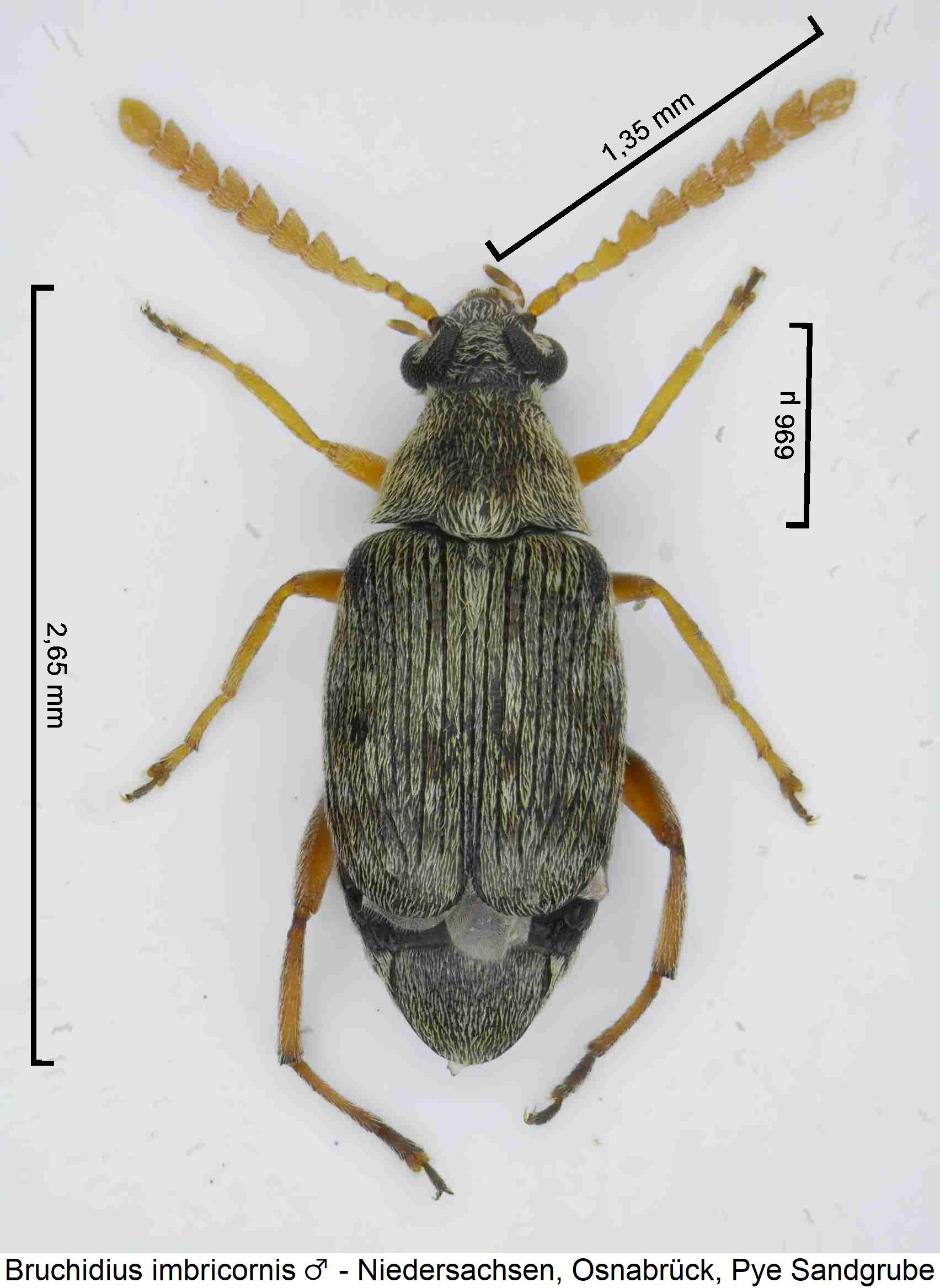 bruchidius_imbricornis_m_hab.jpg