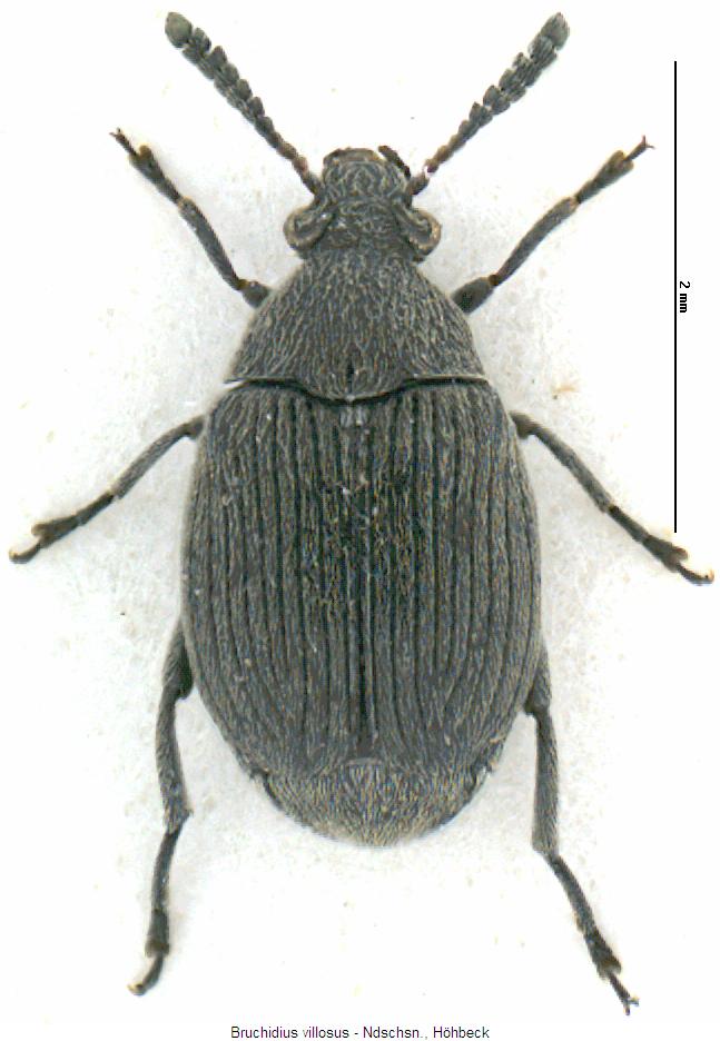 bruchidius_villosus_hab.jpg
