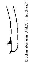 bruchus_atomarius_mschn.gif