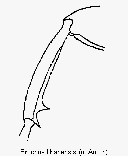 bruchus_libanensis_mschn.gif