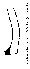 bruchus_luteicornis_mschn.gif