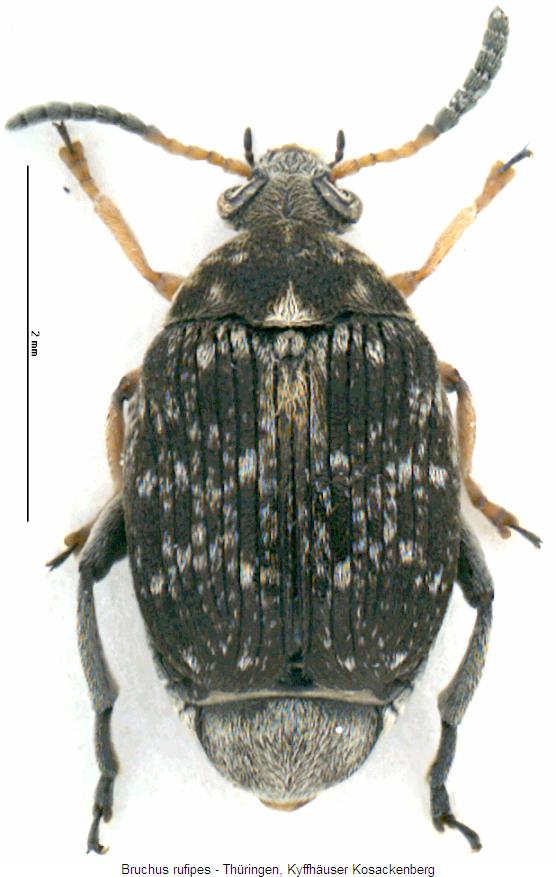 bruchus_rufipes_hab.jpg